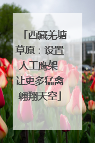 西藏羌塘草原：设置人工鹰架 让更多猛禽翱翔天空